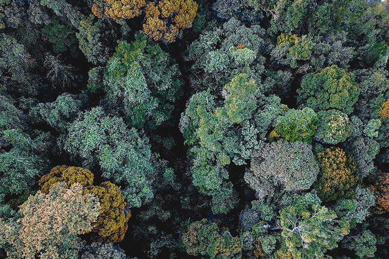 L’accélération du rythme de croissance des forêts a partiellement compensé les émissions de carbone par les forêts a échelle mondiale, principalement causées par la déforestation dans les tropiques. Photo © Pexels - Pok Rie