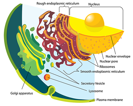 Schéma du système endomembranaire © Wikimedia