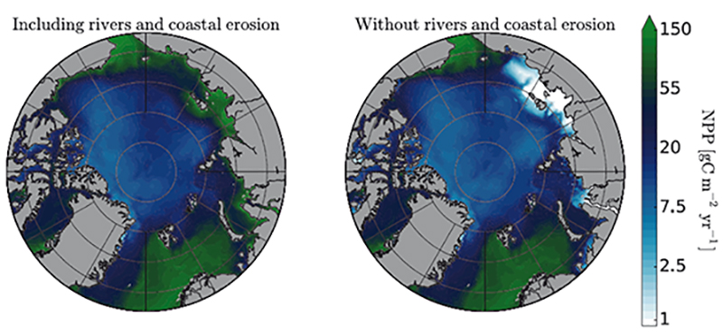 Productivité primaire nette (NPP) simulée dans l'Arctique, incluant (à gauche) ou non (à droite) l'apport de nutriments provenant des fleuves et de l'érosion côtière. Les simulations démontrent l'importance de ce flux de nutriments pour le maintien de la NPP de l'océan Arctique, en particulier sur les vastes plateaux continentaux sibériens.