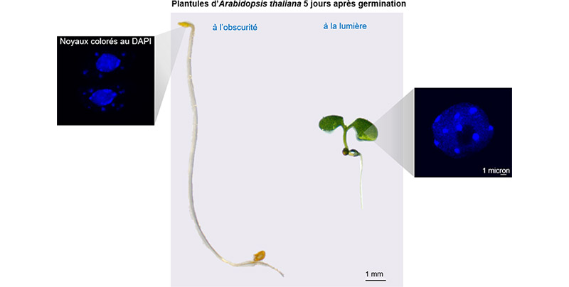 Plantules d’Arabidopsis et noyaux cellulaires, avec les chromosomes marqués grâce à un colorant de l’ADN. Schéma réalisé par Clara Richet-Bourbousse