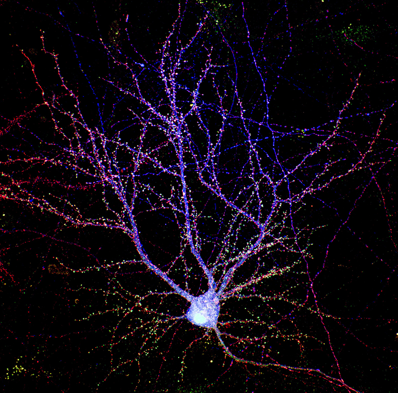 Neurone cortical dont les synapses sont marquées par des protéines fluorescentes. Cette image illustre la diversité moléculaire des synapses dans les arborisations dendritiques. (© Marine Depp)