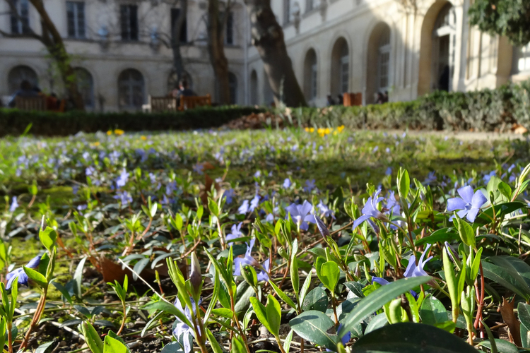 l'ENS en fleurs