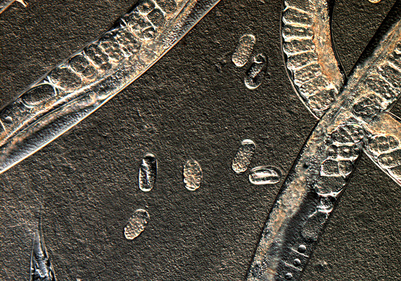 worm_development_credit_henrique_teotonio