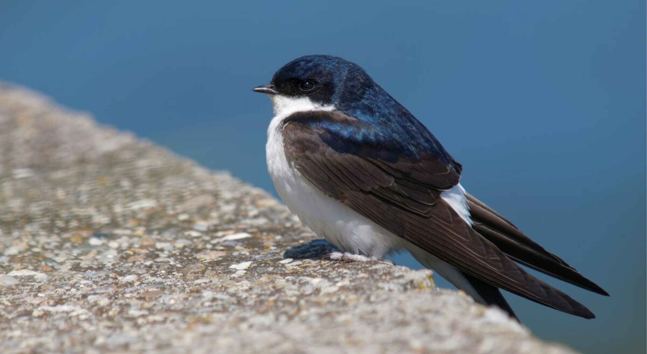 Hirondelle