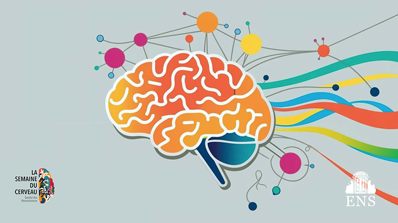Semaine du cerveau 2026